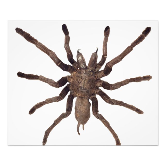 Foto Tarantula Poster (Frente)