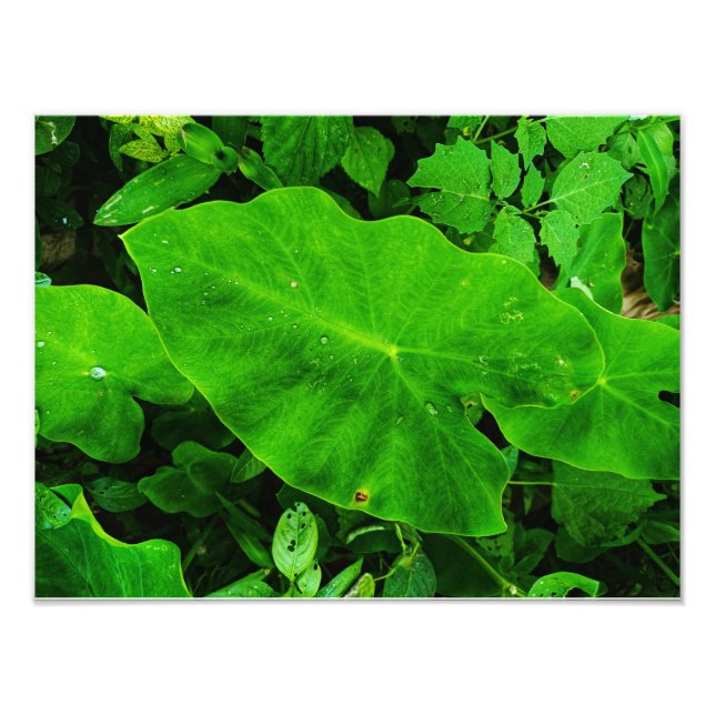 Foto Taro Natureza (Frente)