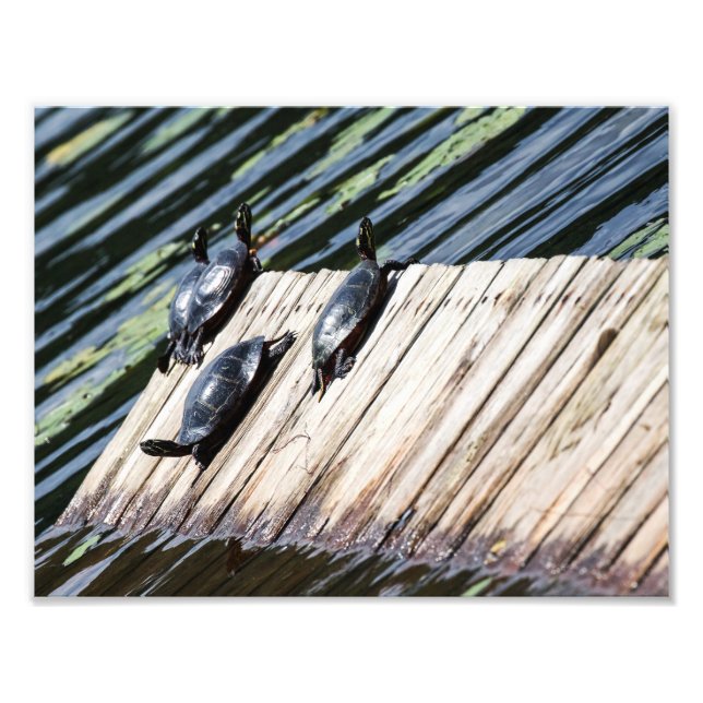 Foto Tartaruga (Frente)