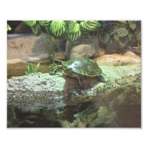 Foto Tartaruga