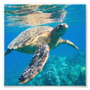 Foto Tartaruga Marinha, Chelonioidea, réptil