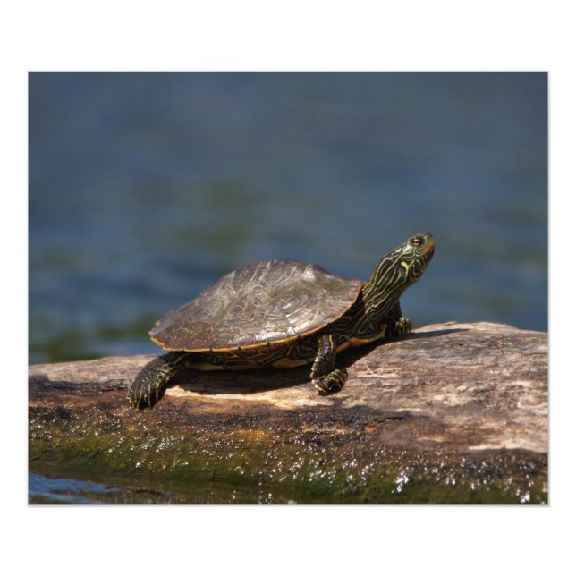 Foto Tartaruga pintada em um tronco (Frente)