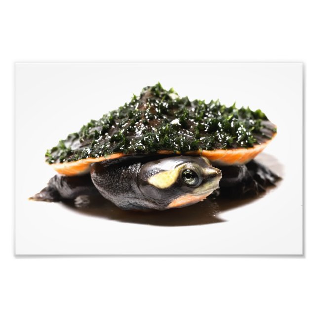 Foto Tartaruga Sideneck Rosa (Frente)