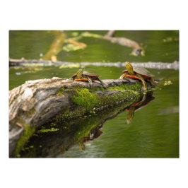 Foto Tartarugas de salto