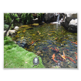 Foto Tartarugas no Lago de Koi