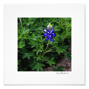 Foto Texas Bluebonnet