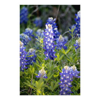 Foto Texas Bluebonnet