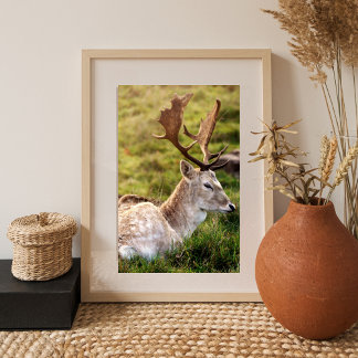 Foto The Fallow Deer of the Glen