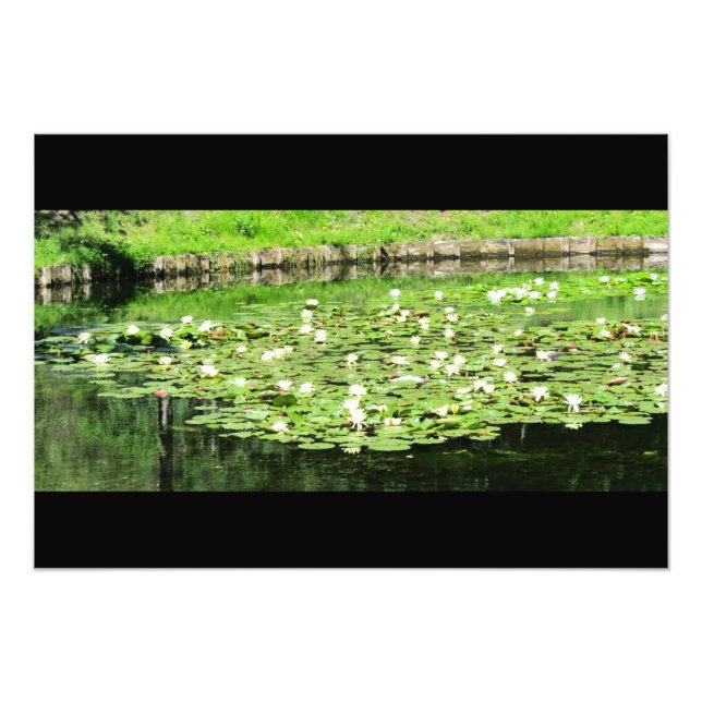 Foto Tiergarten Water Lillies (Frente)