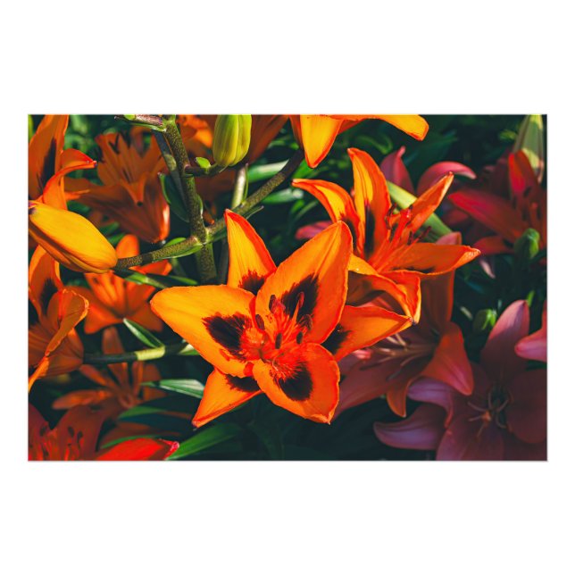 Foto Tiger Lily (Frente)