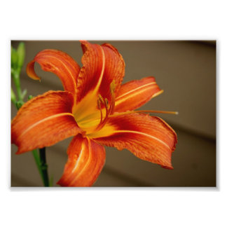 Foto Tiger Lily 5x7 Fotográfica Impressão