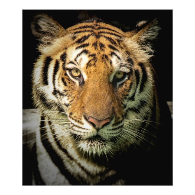 Foto tigre (Frente)