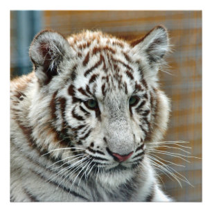 Foto Tigre20151001