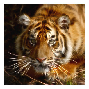 Foto Tigre20151206