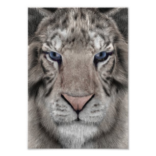Foto Tigre Branco