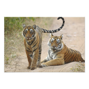Foto Tigre-de-bengala e filhote, Ranthambhor