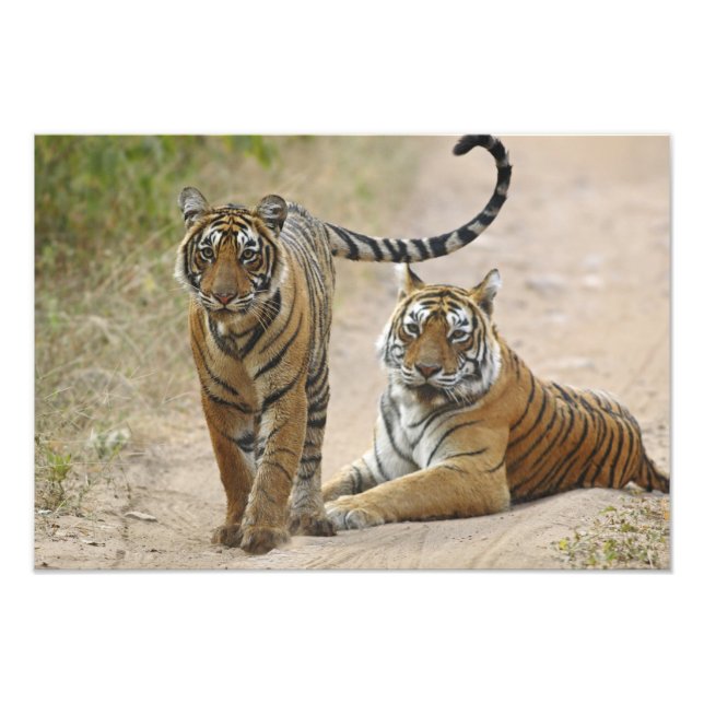 Foto Tigre-de-bengala e filhote, Ranthambhor (Frente)