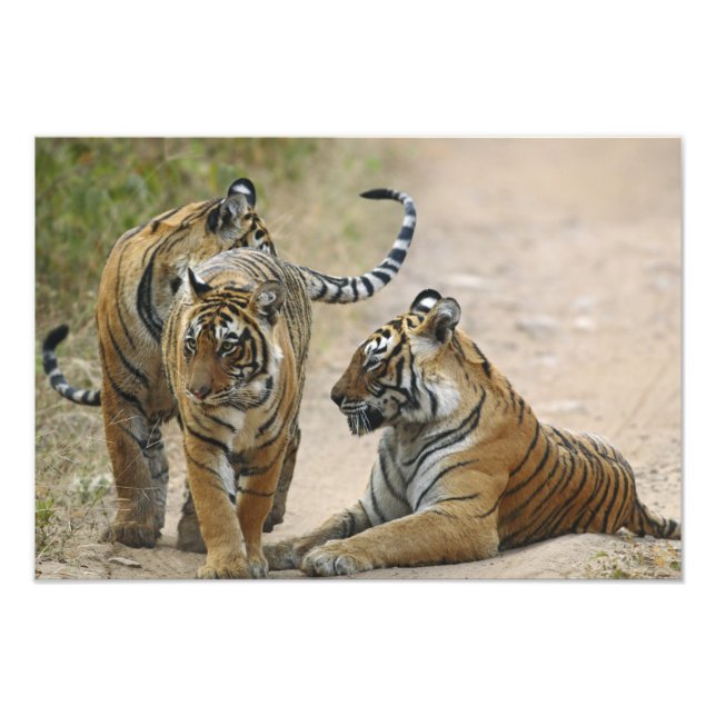 Foto Tigre-de-bengala e filhotes, Ranthambhor (Frente)
