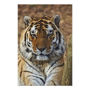 Foto Tigre-de-bengala, Panthera tigris, Louisville Zoo,