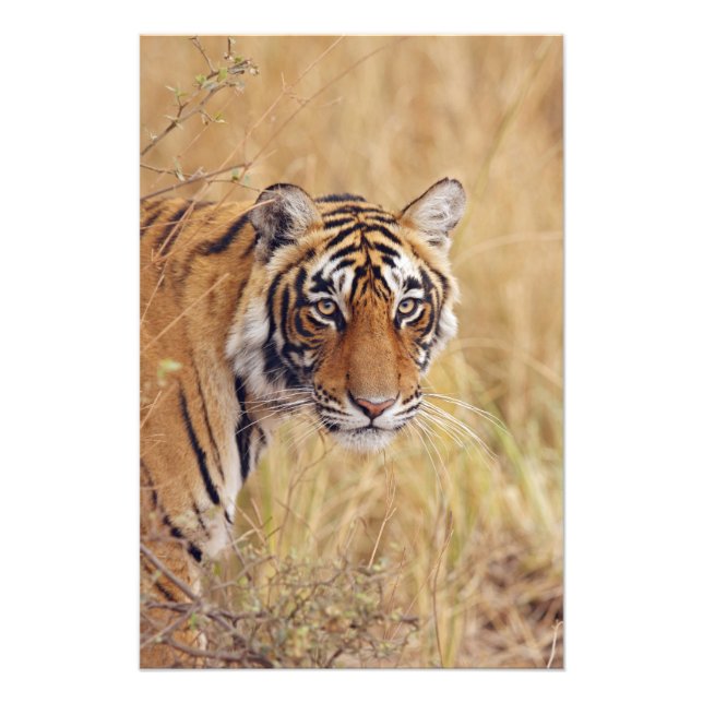 Foto Tigre-de-bengala-real (Frente)
