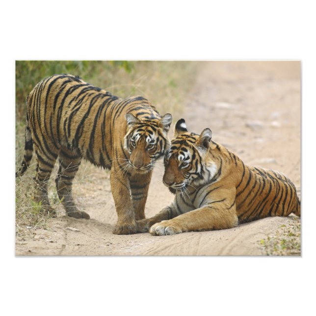 Foto Tigre-de-bengala-real e filhote - Tocando à frente (Frente)