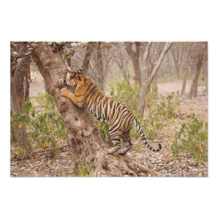 Foto Tigre-de-bengala-real subindo na árvore,