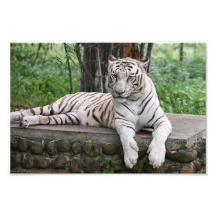 Foto Tigre do branco de Bengal