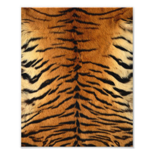 Foto Tigre Impressão de peles com pelo