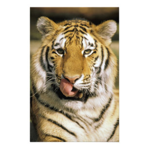 Foto Tigre Zoológico de Michigan