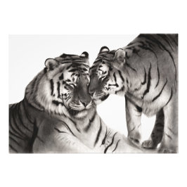 Foto Tigres - Retrato Pintado À Mão Da Vida Selvagem