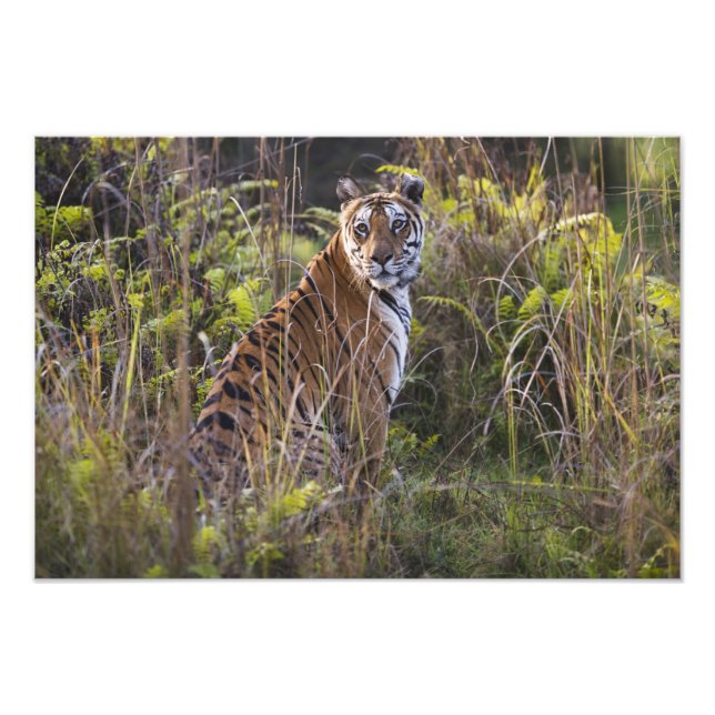 Foto Tigresa de Bengala em grama alta, tentando caçar, (Frente)