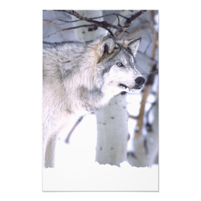 Foto Timber Wolf, Canis lupus, Movie Animal Utah) (Frente)