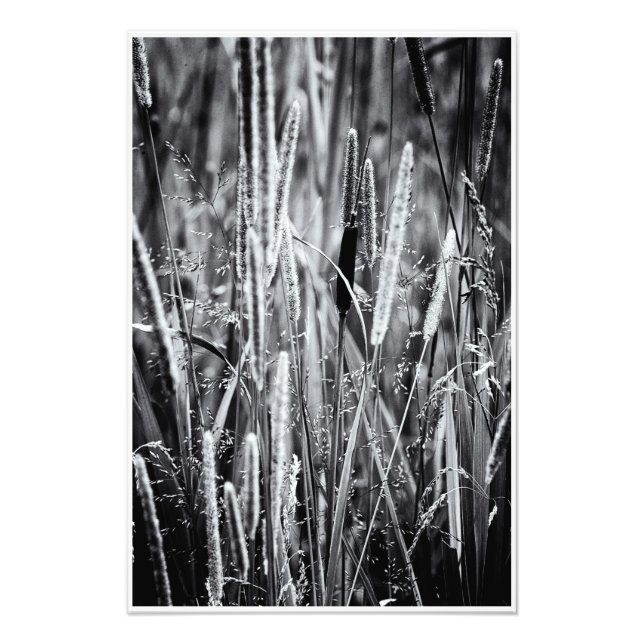 Foto Tiny Bull Rush Marsh Grass Black and White (Frente)