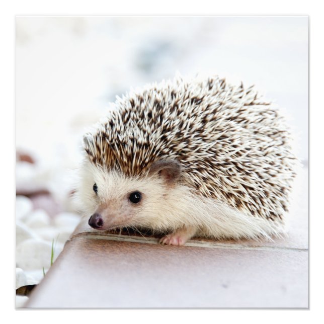 Foto Tiny Hedgehog (Frente)
