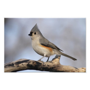 Foto Titmouse adornado