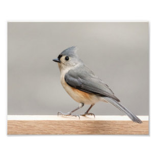 Foto Titmouse adornado 10x8