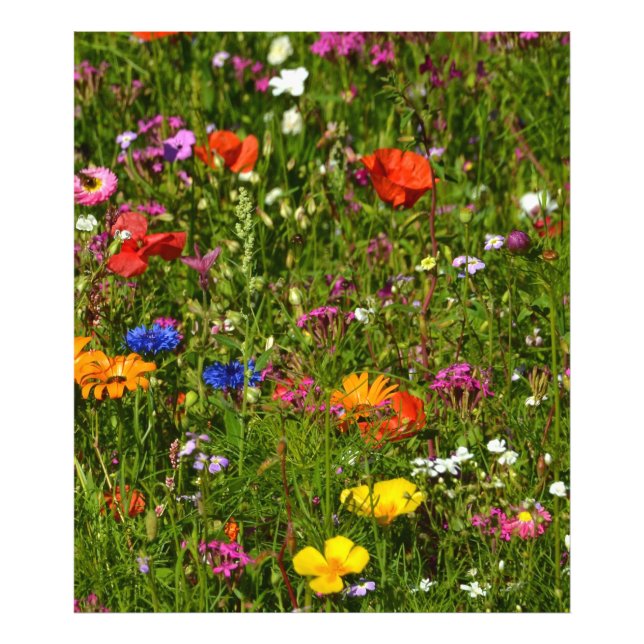 Foto todo tipo de flores bonitas (Frente)