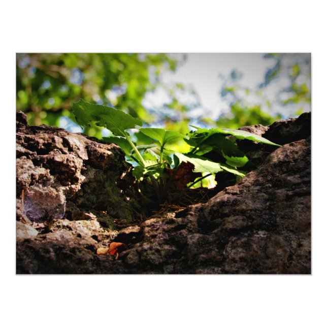 Foto "Toil to Life" (Frente)