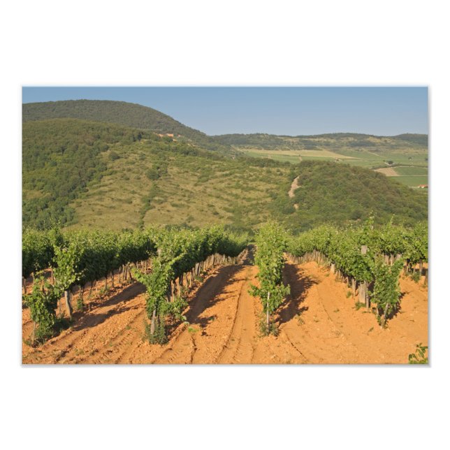 Foto Tokaj vineyards, Hungria (Frente)