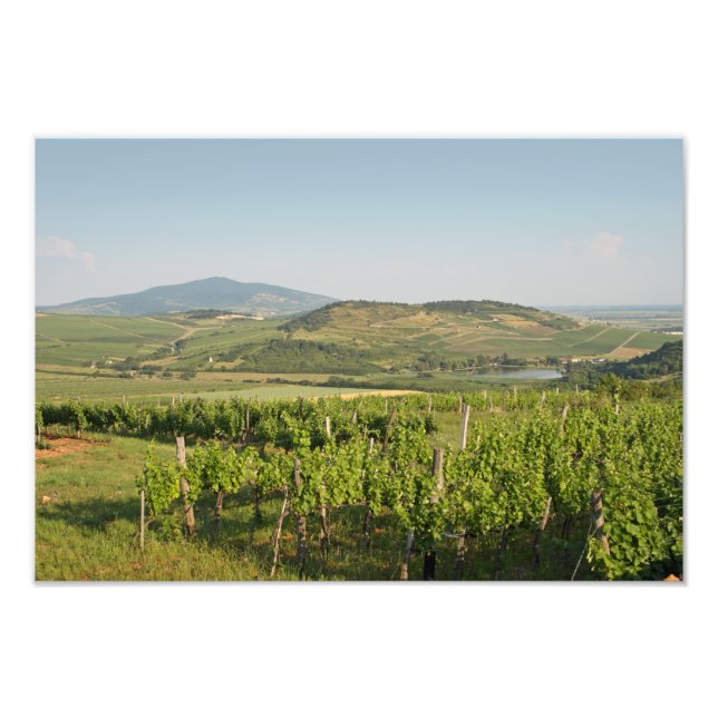 Foto Tokaj vineyards, Hungria (Frente)