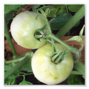 Foto Tomates verdes