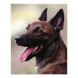 Foto Tons de cão german shepherd malinois