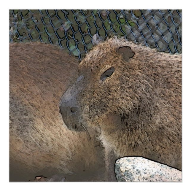 Foto toony Capibarah (Frente)