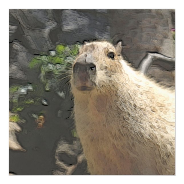 Foto toony capy 3 (Frente)