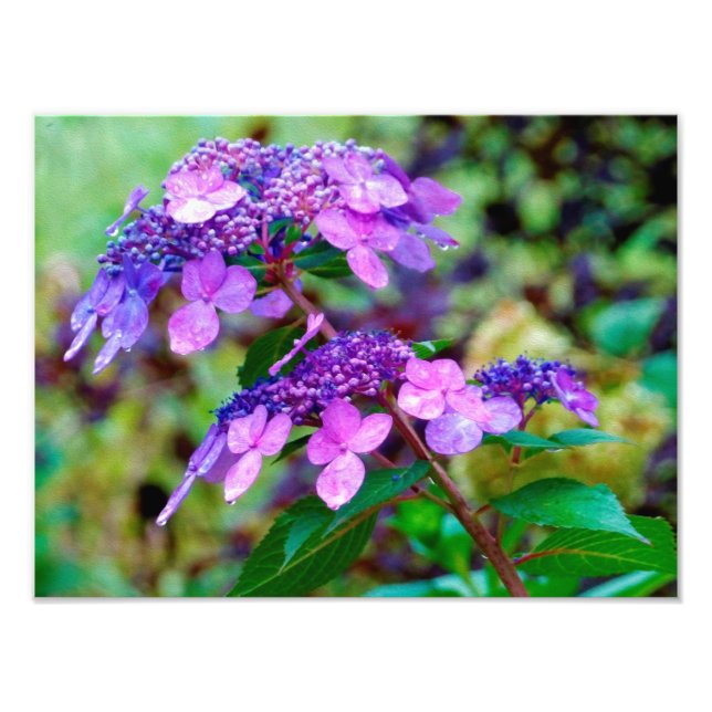 Foto Torre Roxo e Flor de Hydrangea Shout (Frente)