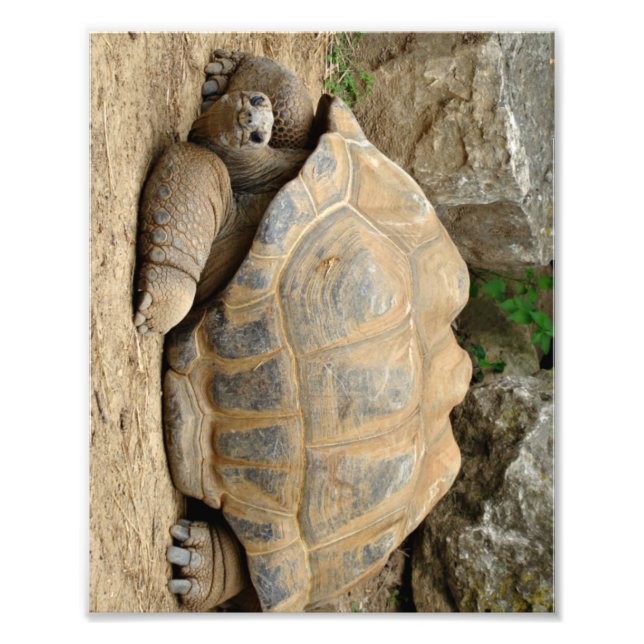 Foto Tortoise Sorridente (Frente)