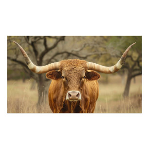 Foto Touro Texas Longhorn