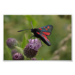 Foto traça de Burnet do Cinco-ponto