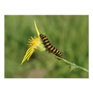 Foto Traça de cinábrio Caterpillar no Ragwort