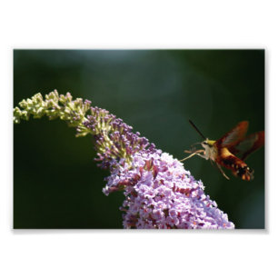 Foto Traça de colibri impressão 7 x 5 fotográfico